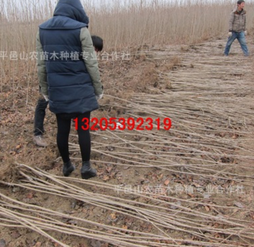 長期供應1至2公分櫻花小苗 大量出售 山東櫻花樹