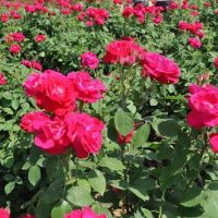 玫瑰花的田間管理技術