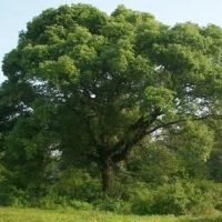 香樟樹反季節移植栽培要點