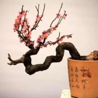 梅花盆栽如何修剪更利于生長(zhǎng)呢