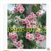 正品歐月 爬藤月季花苗藤小伊甸園 藤本月季 玫瑰月季 薔薇花苗