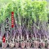 綠化苗木批發 榆葉梅 榆葉梅苗 庭院觀花植物 道路供應綠化
