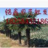 棕櫚 果樹(shù)木花卉木 樹(shù)花園林 綠化木常綠喬