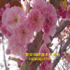 基地批發(fā)櫻花樹 櫻花樹 規(guī)格齊全 信譽(yù)好 櫻花批發(fā)