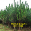 面向全國出售黑松樹 批發(fā)零售優(yōu)質(zhì)黑松 量大從優(yōu)黑松樹來電咨詢