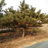 基地直銷園林綠化苗木黑松樹苗，黑松造型盆景，15公分黑松價(jià)格。
