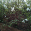 肥西縣1.5公分紫丁香 紅丁香 白丁香 優(yōu)質(zhì)丁香樹苗種植方法