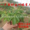 批發(fā)盆栽花苗 八方來財 又叫鴨掌木 正好八片葉子 特價