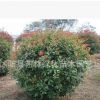 苗圃直銷園林綠化苗木紅葉石楠球紅葉石楠色塊苗規(guī)格齊全貨源充足