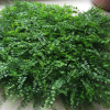 仿真植物墻草坪綠植墻仿真植物墻配材絹花盆栽景觀植物綠籬塑料花