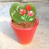 小盆栽情人球蘭 精品工藝仙人掌多肉植物 心葉球蘭