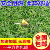 仿真草坪塑料假草坪草坪墊子綠色人工草皮地毯加密人造草坪植物墻