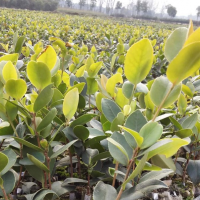 周貴龍：油茶開出“創富花”