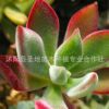 批發(fā)多肉盆栽植物 錦晃星 兔耳朵 桌面迷你盆栽 絨毛掌 貓耳朵