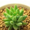 低價促銷千佛手/玉珠蓮 多肉植物批發(fā)凈化空氣品種齊全歡迎選購