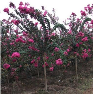 綠化苗木批發 百日紅 紅火箭 紅火球正宗紅花紫薇樹苗紫薇苗