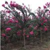 綠化苗木批發 百日紅 紅火箭 紅火球正宗紅花紫薇樹苗紫薇苗