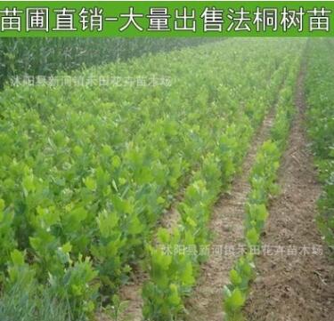 批發法國梧桐樹綠化工程苗木法桐樹苗小苗法桐苗批發 規格全