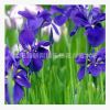 苗圃批發綠化圃蝴蝶蘭苗 鳶尾紫色