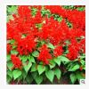 出售新采一串紅種子 盆栽矮串紅串紅 四季播 易種矮牽牛種子