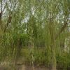 基地垂柳樹苗價格 綠化工程 綠化苗木 垂柳樹苗銷售 貨源足