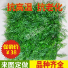 批發(fā)定制仿真假草坪 室內(nèi)裝飾景觀加密草皮墻 仿真植物墻背景墻