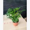 觀葉花卉綠植 鴨腳木小盆栽 鵝掌柴