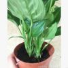 室內觀葉植物 （110#）粉黛萬年青盆栽