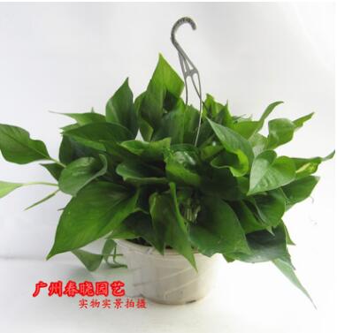 室內常綠觀葉盆栽植物 凈化空氣 除甲醛 綠蘿