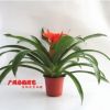 鳳梨花是觀花觀葉盆栽植物 蓮座狀葉叢 平頭紅