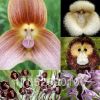 猴面花種子 奇特蘭花種子稀有猴面蘭花苗猴面小龍?zhí)m種子四季播種