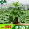 八角金盤植物小盆栽室內觀葉植物