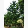 尖葉杜英（風水高大樹木10-15米）袋苗