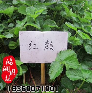 四季結(jié)果 草莓苗 盆栽草莓 塞娃草莓 紅顏草莓 章姬草莓苗批發(fā)