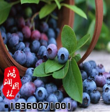批發(fā)藍(lán)莓樹苗 優(yōu)質(zhì)藍(lán)莓苗 南方果樹苗 兔眼藍(lán)莓2年苗確保成活