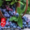批發(fā)藍(lán)莓樹苗 優(yōu)質(zhì)藍(lán)莓苗 南方果樹苗 兔眼藍(lán)莓2年苗確保成活