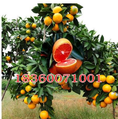 南方北方種植果樹苗木盆栽地栽 冰糖血 橙子樹苗橘子苗當(dāng)年結(jié)果