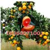 南方北方種植果樹苗木盆栽地栽 冰糖血 橙子樹苗橘子苗當(dāng)年結(jié)果