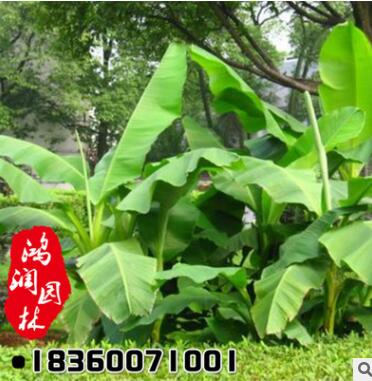 供應(yīng)苗木芭蕉樹苗 廠家直銷批發(fā) 量大從優(yōu) 綠化工程綠化苗景觀綠