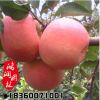 基地果園 紅富士蘋果苗 清脆可口 蘋果苗批發(fā)