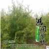 雪松基地出售一批2-4米優(yōu)質雪松 龍柏 江蘇雪松