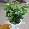 白茉莉花苗 室內(nèi)觀花植物 茉莉花 芳香植物 四季常青 盆栽花卉