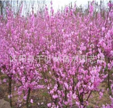 特價供應(yīng)榆葉梅，各類梅花，自產(chǎn)自銷苗圃直銷