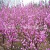 特價供應(yīng)榆葉梅，各類梅花，自產(chǎn)自銷苗圃直銷