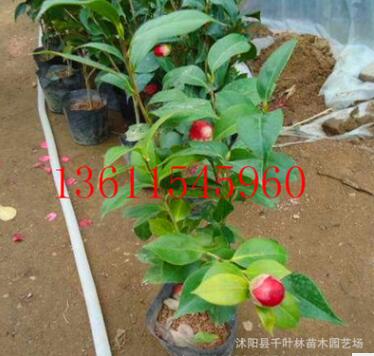 批發(fā)供應(yīng)茶花苗 茶花苗2-10年大苗 盆栽植物 當(dāng)年開花 規(guī)格品種齊