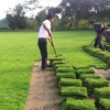 熱銷推薦馬尼拉草坪 基地直銷 耐踐踏彈性好 耐寒耐旱 價格優(yōu)惠