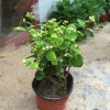 茉莉盆栽 辦公室內桌面綠植開花植物茉莉花苗白色重瓣帶花苞花香