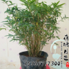 盆景竹子 米竹苗盆栽 鳳尾竹觀音竹 觀賞竹子庭院小型竹子 鳳尾竹