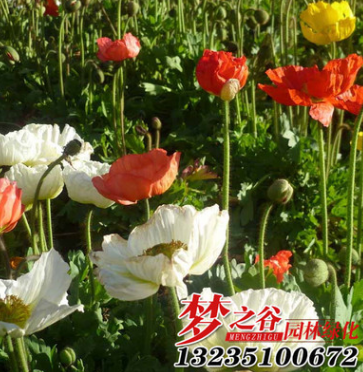 批發虞美人小苗可盆栽觀賞花卉虞美人苗 園林觀花植物 花草苗