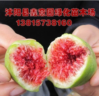 盆栽無花果樹苗 4年無花果苗當年結果 果樹苗品種多 南方北方皆宜